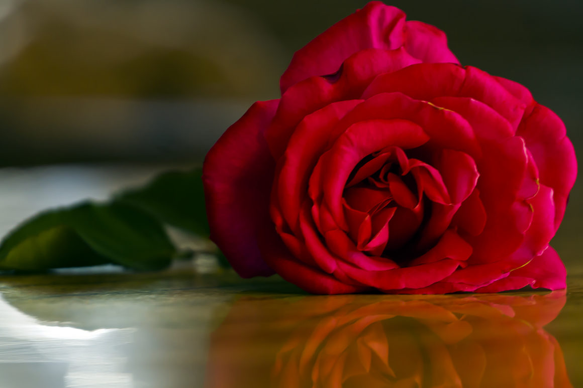 a red rose laying on a wood table